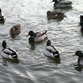 wildlife ducks