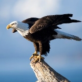 wildlife eagle